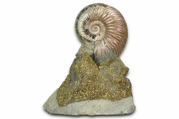 Iridescent Pyritized Ammonite (Quenstedticeras) Fossil Display #368831
